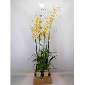 Oncidium   ...