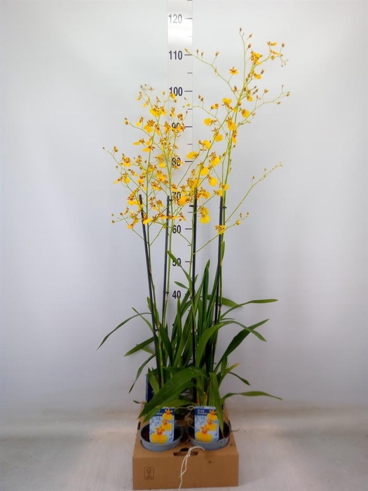 <h4>Oncidium   ...</h4>