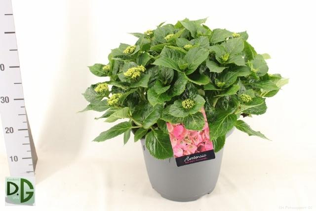 <h4>HYDR M EARLY ROSA</h4>