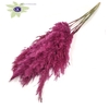 Pampas Grass 100cm 5st/bunch Lilac
