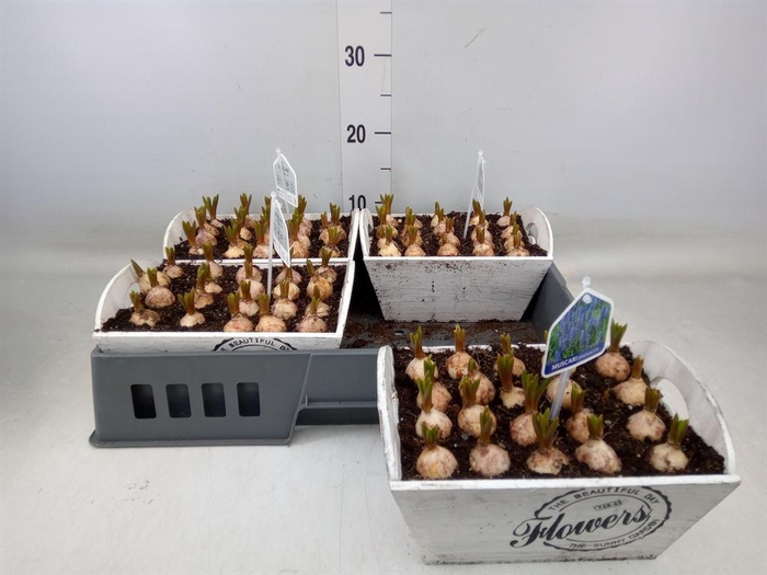 <h4>Arr. Muscari L%</h4>