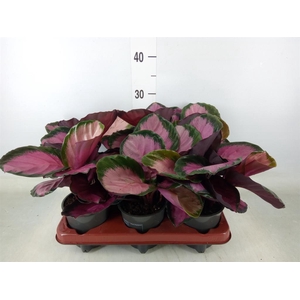 Calathea roseopicta 'Crimson'