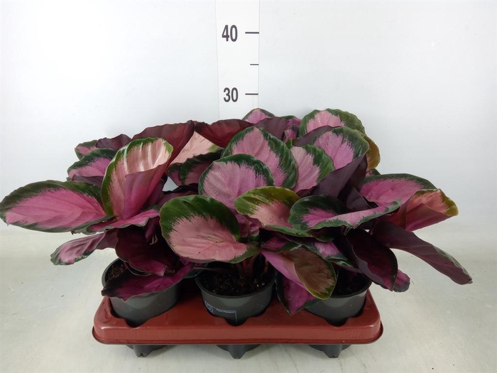 <h4>Calathea roseopicta 'Crimson'</h4>