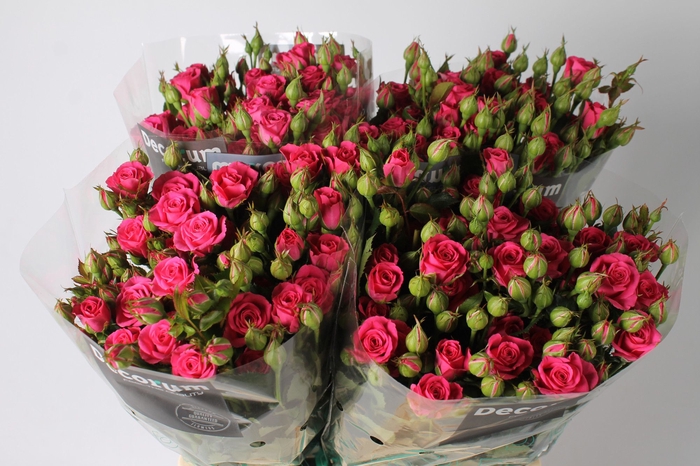<h4>Rozen R Tr Pink Yo-yo</h4>