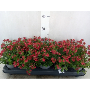 Diascia  'Piccadilly Red'