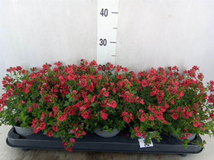 <h4>Diascia  'Piccadilly Red'</h4>