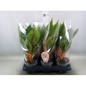 Chlorophytum orchi. 'Green Orange'