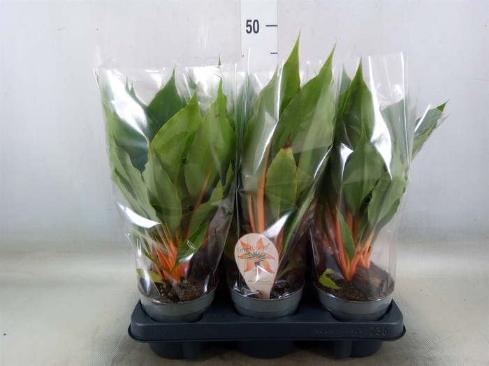 <h4>Chlorophytum orchi. 'Green Orange'</h4>