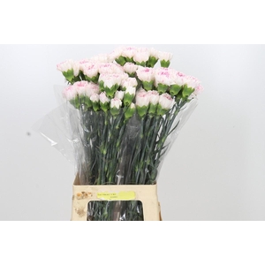 Dianthus St Yukari Cherry