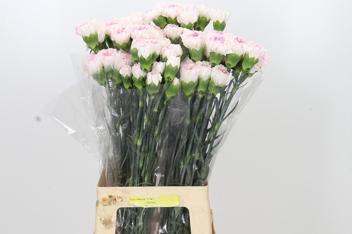 <h4>Dianthus St Yukari Cherry</h4>