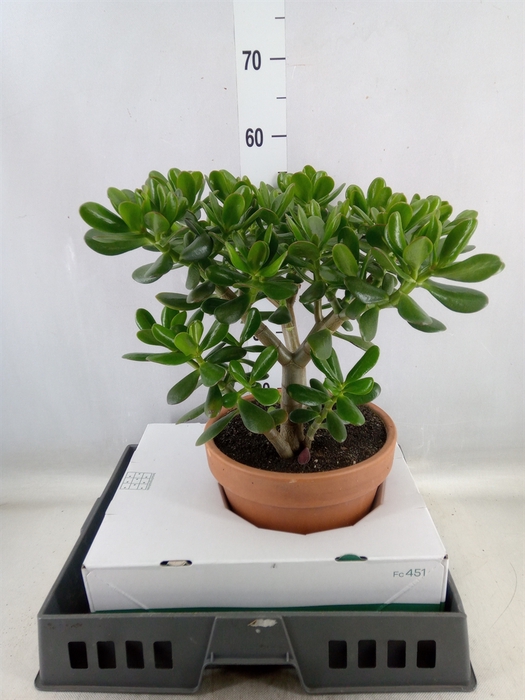 <h4>Crassula ovata</h4>