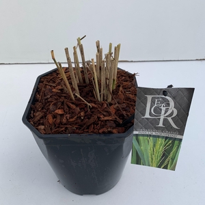 'Panicum' Northwind