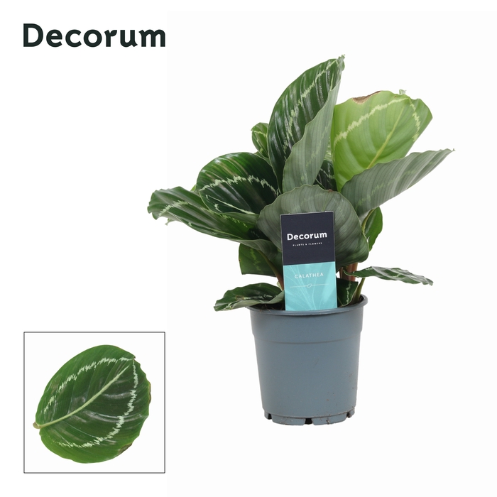 <h4>Calathea Grimson Green</h4>