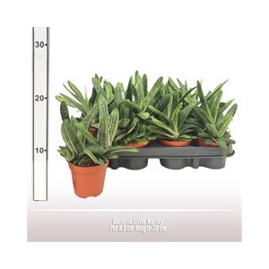 Gasteria Little Warthy