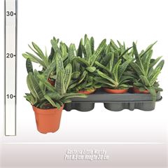 Gasteria Little Warthy