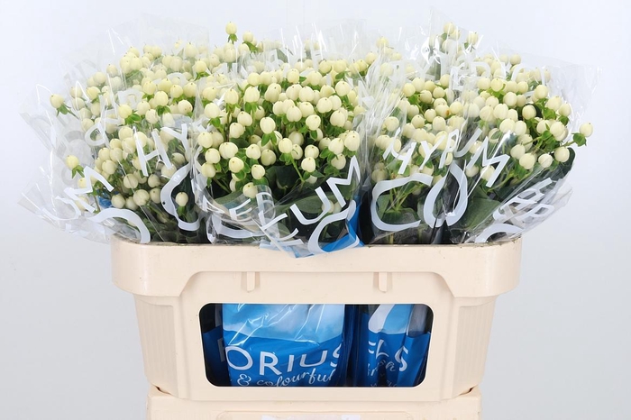 <h4>Hyp Coco Uno</h4>