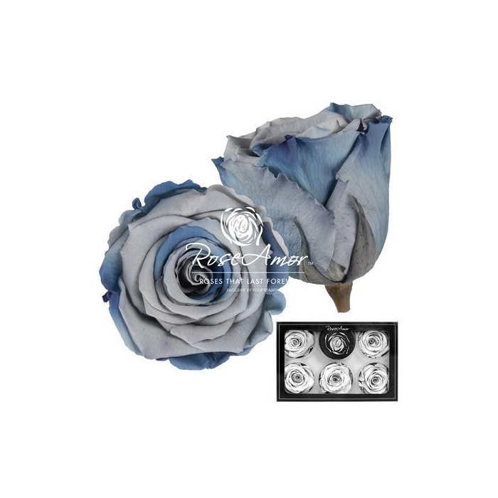<h4>Xl Blu05</h4>