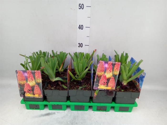 <h4>Kniphofia uvaria</h4>