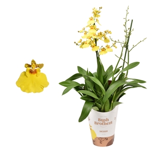 Oncidium Münsterland Stern 2 Tak