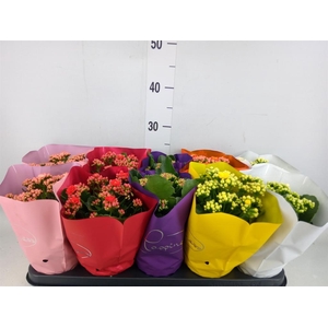Kalanchoe blos. 'Perfecta'  ..mix 5