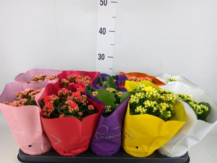 <h4>Kalanchoe blos. 'Perfecta'  ..mix 5</h4>