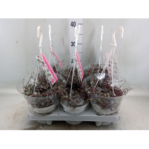 Ceropegia woodii 'Silver Glory'