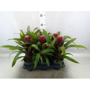 Guzmania  'Francesca'