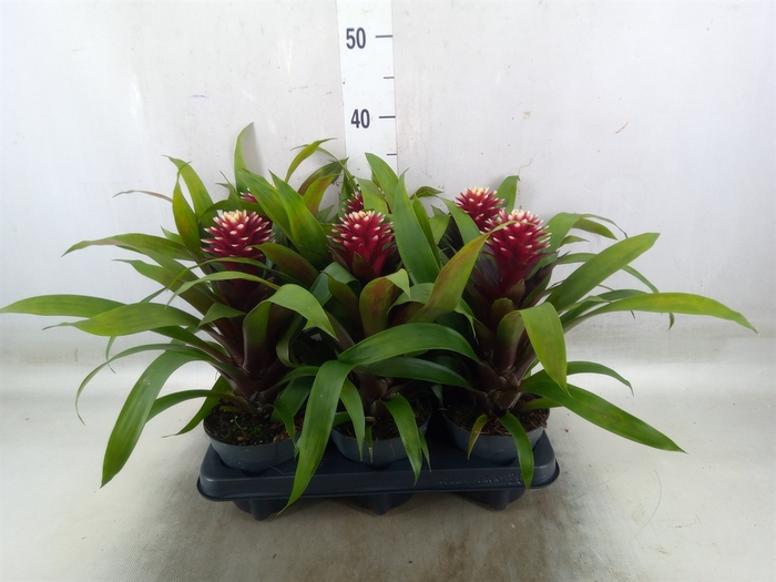 <h4>Guzmania  'Francesca'</h4>