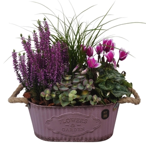 Arr.   Tuinplanten L%