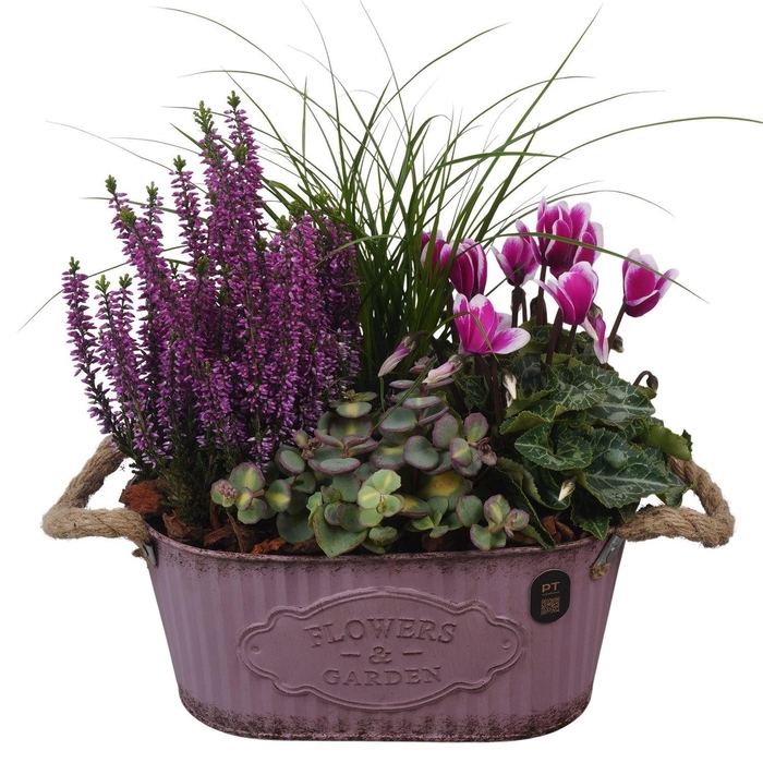 <h4>Arr.   Tuinplanten L%</h4>