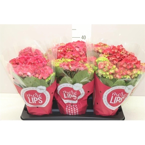 Hydrangea Hot Red 5-6 More Lips
