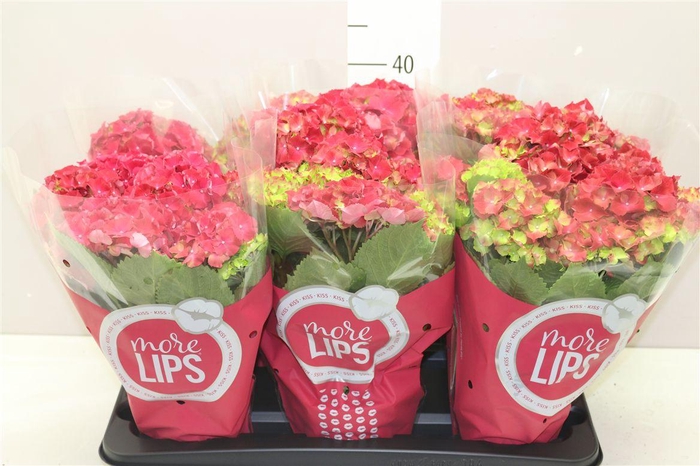 <h4>Hydrangea Hot Red 5-6 More Lips</h4>