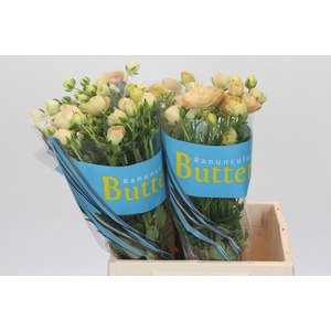 Ranunculus Butterfly Hestia
