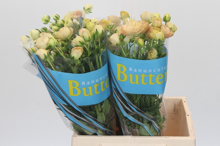 <h4>Ranunculus Butterfly Hestia</h4>