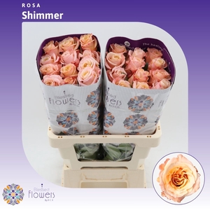 Rosa Gr Shimmer