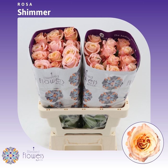 <h4>Rosa Gr Shimmer</h4>