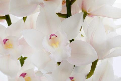 <h4>POMPEI 50cm x 12.</h4>