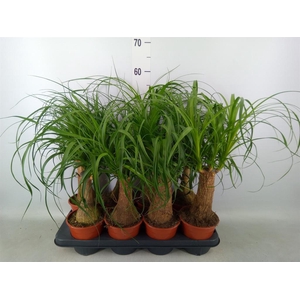 Beaucarnea recurvata