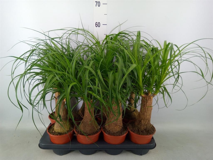 <h4>Beaucarnea recurvata</h4>