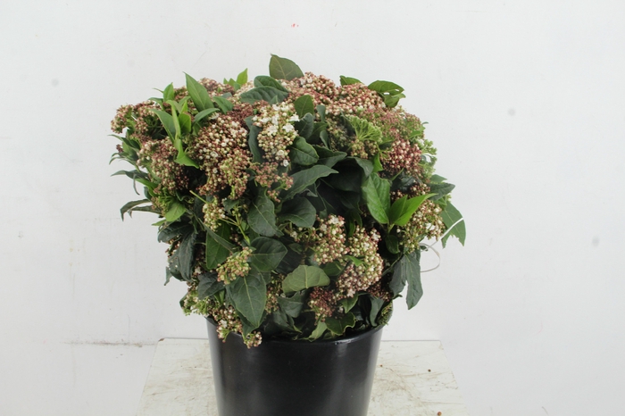 <h4>VIBURNUM MACROPHYLLUM 400GR</h4>