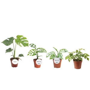 Monstera Mix