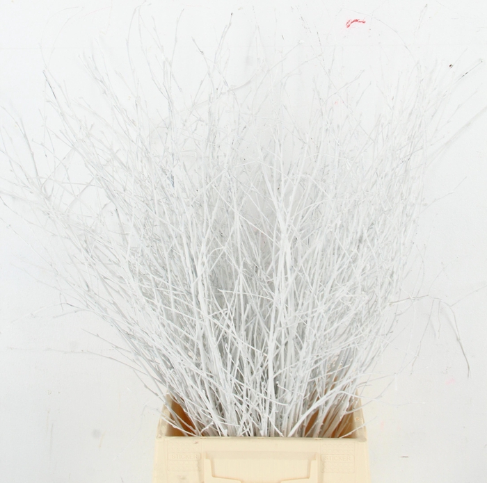 <h4>BETULA BS KLB H%</h4>
