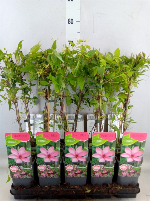 <h4>Clematis LL 'Hagley Hybrid'</h4>