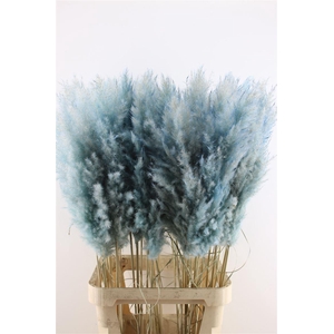 Cortderia Baby Blue 95 Cm