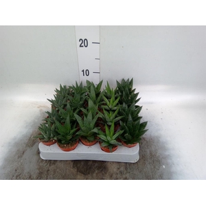 Aloe   ...mix