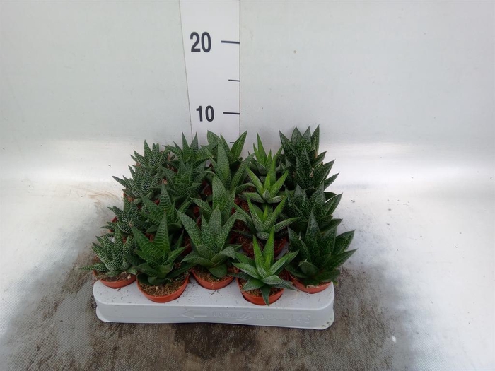 <h4>Aloe   ...mix</h4>