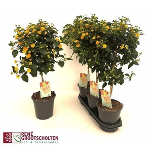 LANTANA CAM OV
