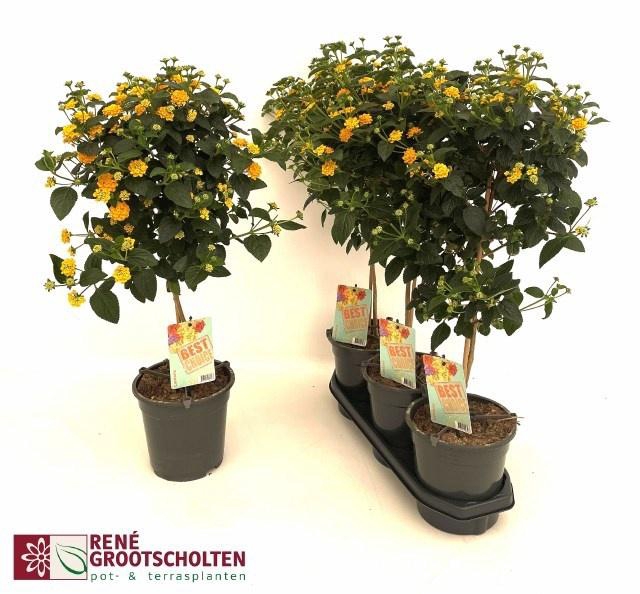 <h4>LANTANA CAM OV</h4>