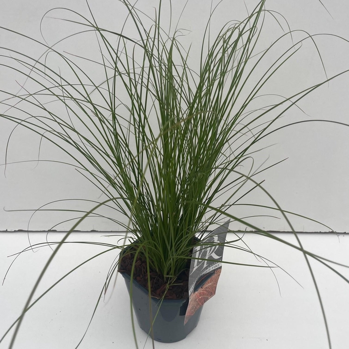 <h4>Graminées Carex 'Prairy Fire'</h4>