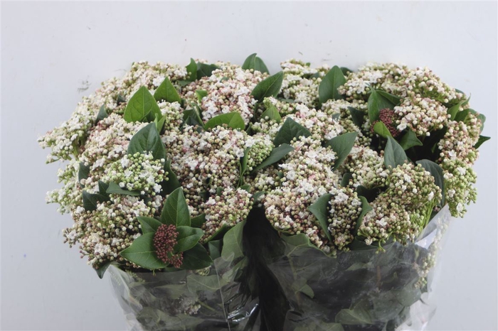 <h4>Viburnum Bnd</h4>